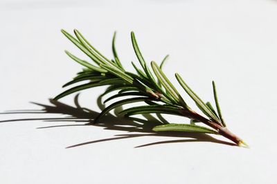 Close-up of leaf over white background