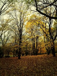 Autumn leaves on tree trunk