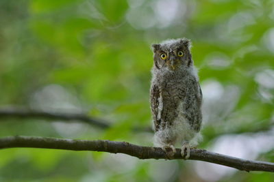 Baby owl on the branch