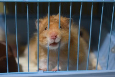 Close-up of hamster in cage