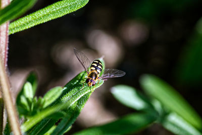 Close-up of butterfly on leaf