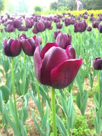 Close-up of purple flowers blooming in field