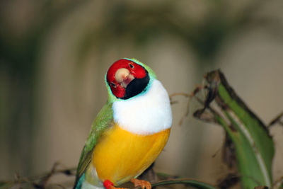 Close-up of parrot perching on branch