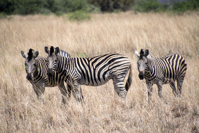 Zebras on a field