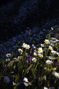 Close-up of crocus blooming on field