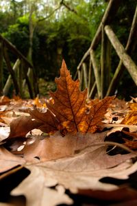 Close-up of dry maple leaves on tree