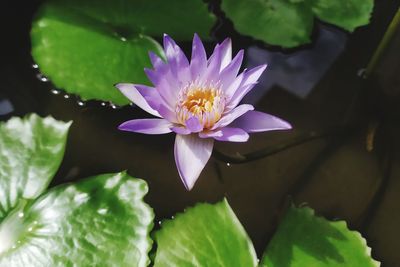 Close-up of lotus water lily in pond