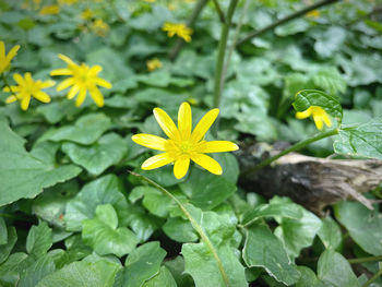 plant
