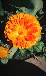 Close-up of orange flowers blooming outdoors