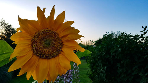 Close-up of sunflower against sky