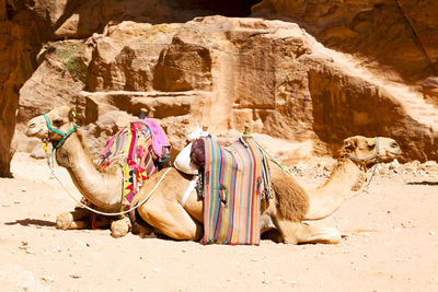 Full length of a horse on rock in desert