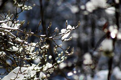 Low angle view of flowering plants on tree