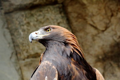 Close-up of eagle against wall