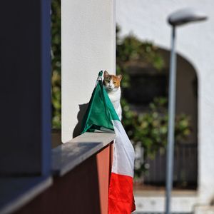 View of a cat looking away