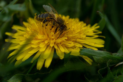 Close-up of bee pollinating on flower