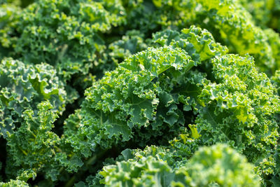 Close-up of fresh green leaves