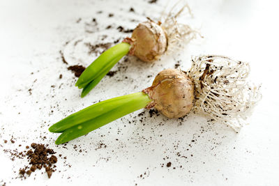 Hyacinth bulb on a white table with scattered soil