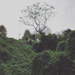 Trees against sky