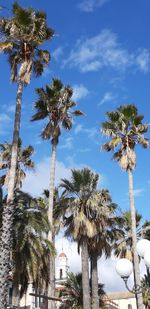 Low angle view of palm trees against sky