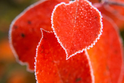 Beautiful red aronia leaves with a frosty edge. morning scenery in the garden. 