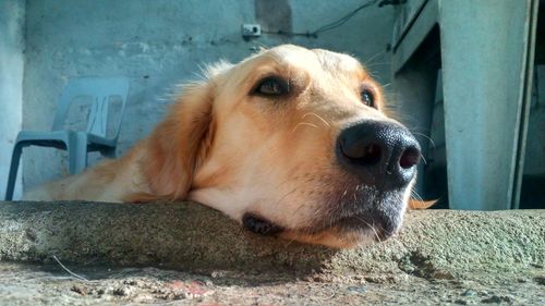 Close-up portrait of dog