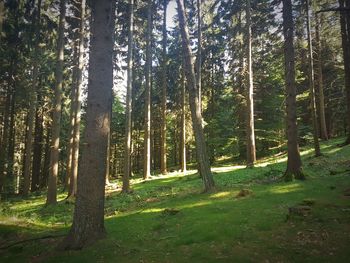 Trees in forest