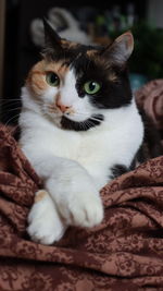 Close-up portrait of a cat