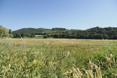 Scenic view of field against clear sky