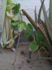 High angle view of potted plant on field