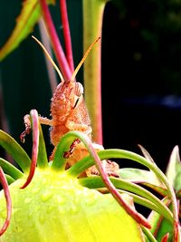 Close-up of grasshopper on plant