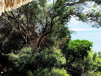 Trees growing in forest against sky