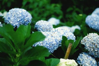 Close-up of small hydrangeas