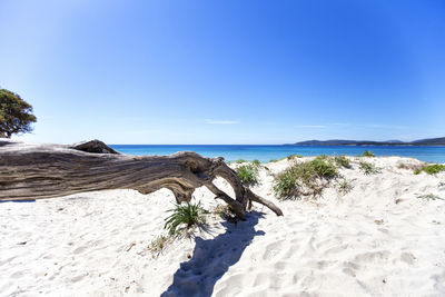 Driftwood on beach against clear blue sky