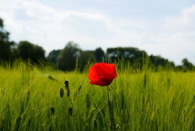 Red poppy flower on field against sky