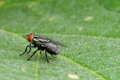 Close-up of fly on leaf