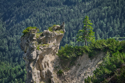 Panoramic view of pine trees in forest