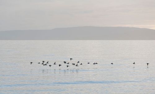 Birds flying over sea against sky