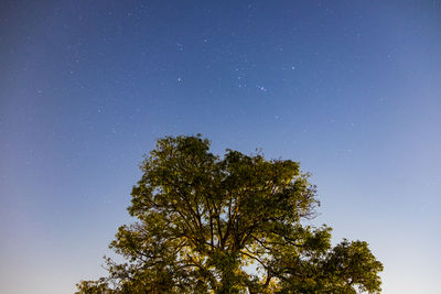 Low angle view of tree against sky at night