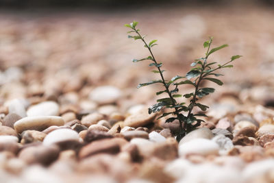 Close-up of plant growing on pebbles