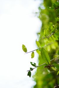 Low angle view of plant against sky