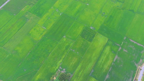 Aerial view of agricultural field