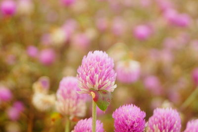 Close-up of pink flowering plant