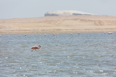 View of birds in sea