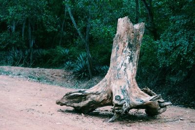 Tree trunk on field in forest