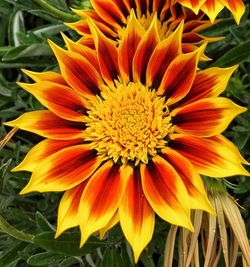 Close-up of orange flower blooming outdoors