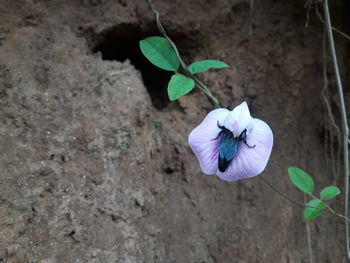 High angle view of pansy blooming outdoors