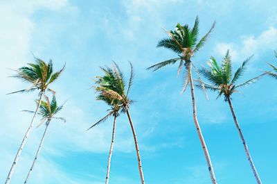 Low angle view of palm trees against blue sky