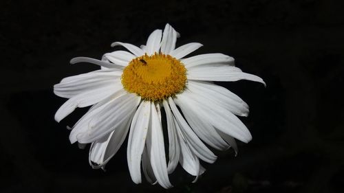 Close-up of white daisy flower against black background