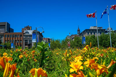 Yellow flowering plants by building against clear blue sky