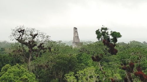 View of trees and plants against sky